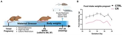 Evaluating different models of maternal stress on stress-responsive systems in prepubertal mice